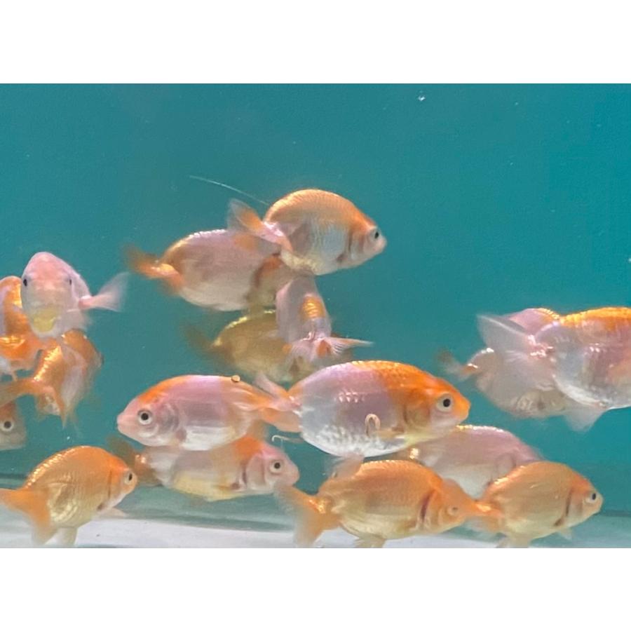 金魚 らんちゅう 5匹セットｂ ５ｃｍ ８ｃｍ 代引き不可 尾に少々難あり