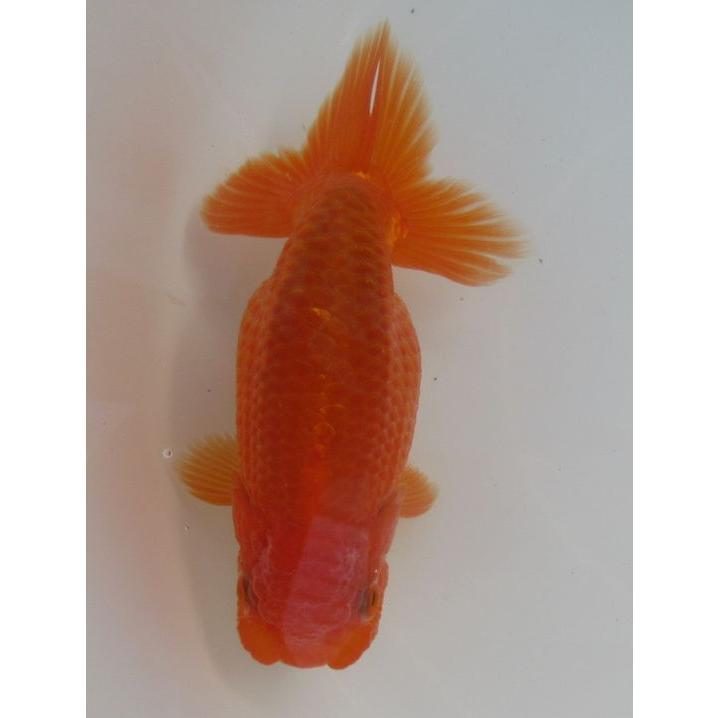 金魚 らんちゅう 猩々 １３ｃｍ メスです H 3 らんちゅうショップ大福 通販 Yahoo ショッピング