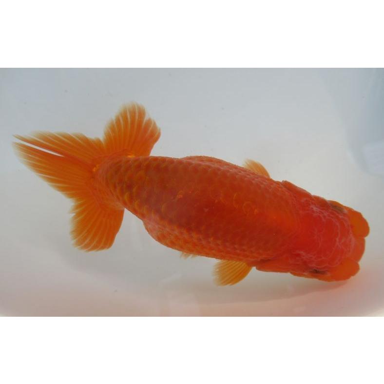 金魚 らんちゅう 猩々 １３ｃｍ メスです H 3 らんちゅうショップ大福 通販 Yahoo ショッピング