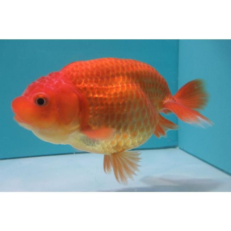 金魚 らんちゅう 猩々 １３ｃｍ メスです H 3 らんちゅうショップ大福 通販 Yahoo ショッピング