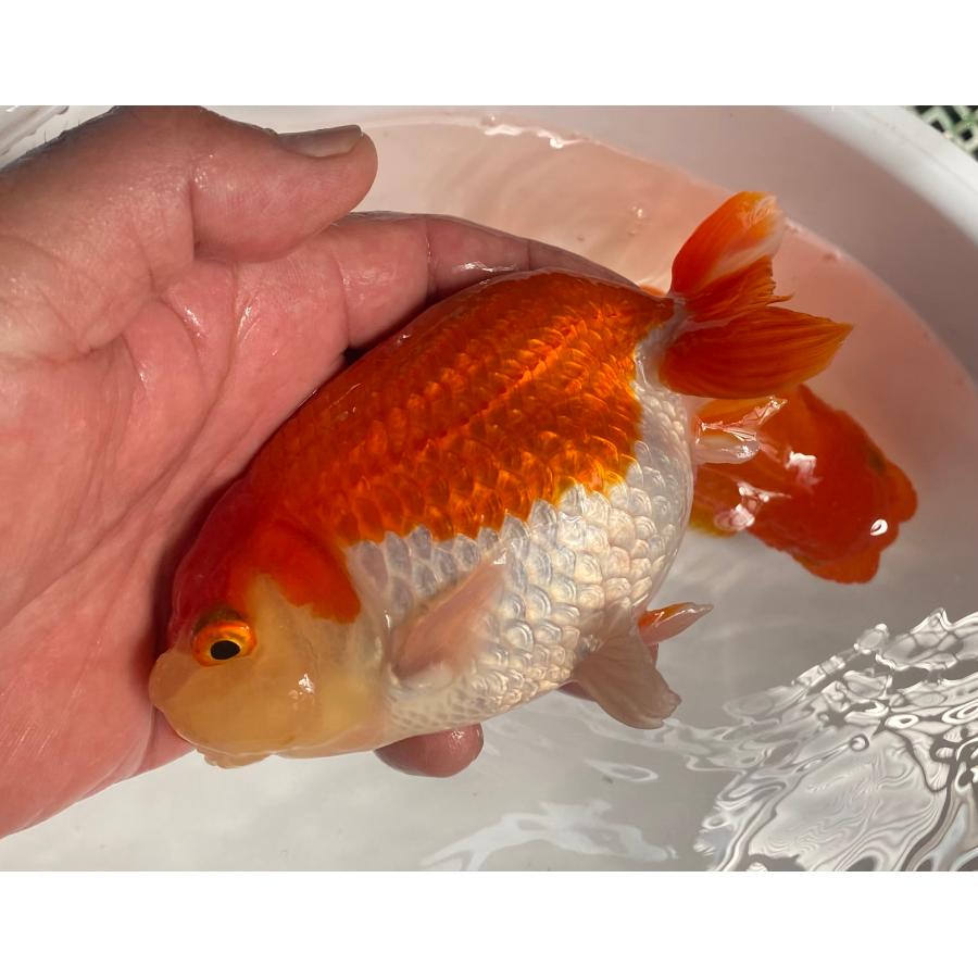らんちゅう オスメス2匹セット 13〜14cm 素赤系がメス : らんちゅう