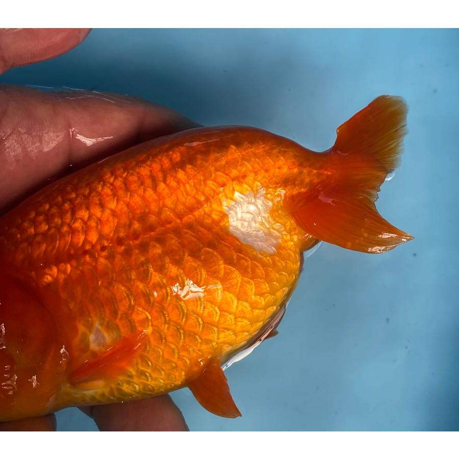らんちゅう オスメス2匹セット 13〜14cm 素赤系がメス : らんちゅう