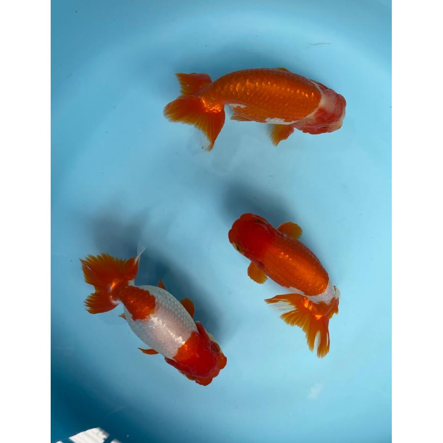 らんちゅう 3匹セット メス1匹、オス2匹 14cm〜15cm 白勝ちがメスです