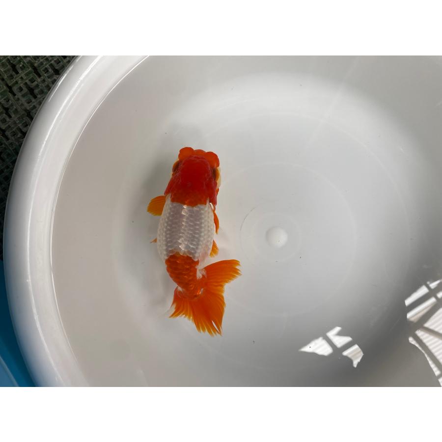 らんちゅう 3匹セット メス1匹、オス2匹 14cm〜15cm 白勝ちがメスです