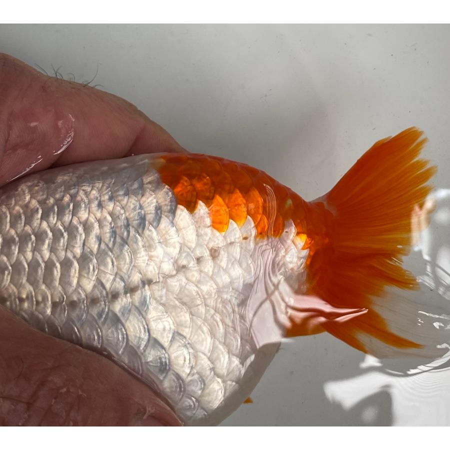 金魚らんちゅう15センチ２匹 らんちゅう 3匹セット メス1匹、オス2匹 14cm〜15cm 白勝ちがメスです
