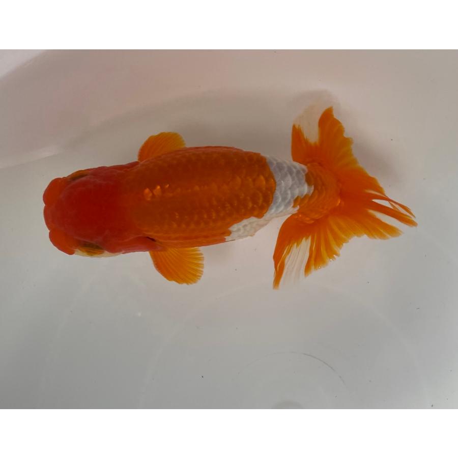 らんちゅう 3匹セット メス1匹、オス2匹 14cm〜15cm 白勝ちがメスです