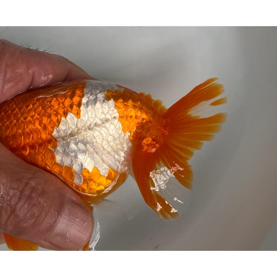 らんちゅう 3匹セット メス1匹、オス2匹 14cm〜15cm 白勝ちがメスです