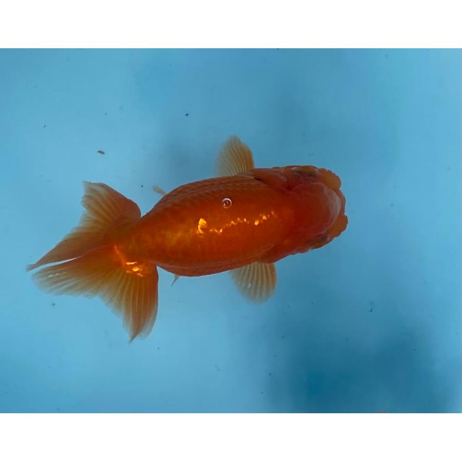 らんちゅう 3匹セット 12〜13cm : らんちゅうショップ大福 - 通販 