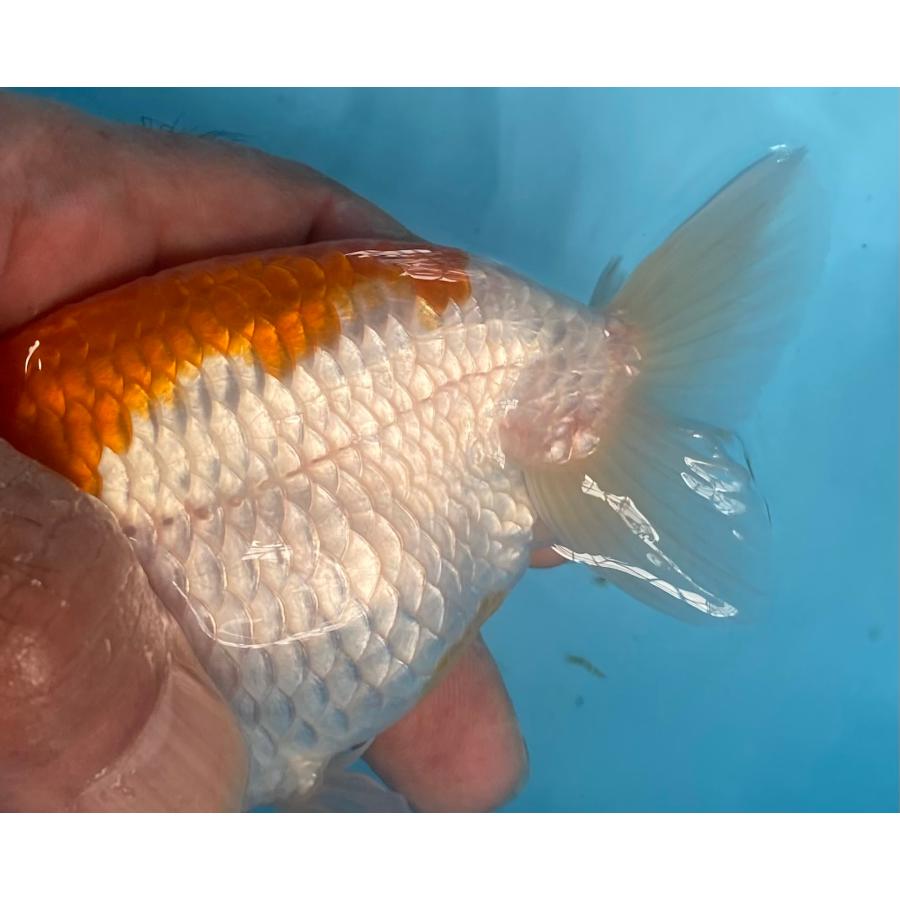 らんちゅう 3匹セット 12〜13cm : らんちゅうショップ大福 - 通販 