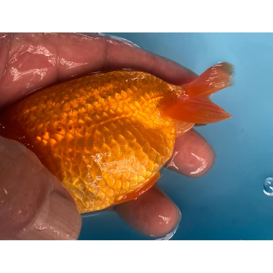 らんちゅう 3匹セット 12〜13cm : らんちゅうショップ大福 - 通販 