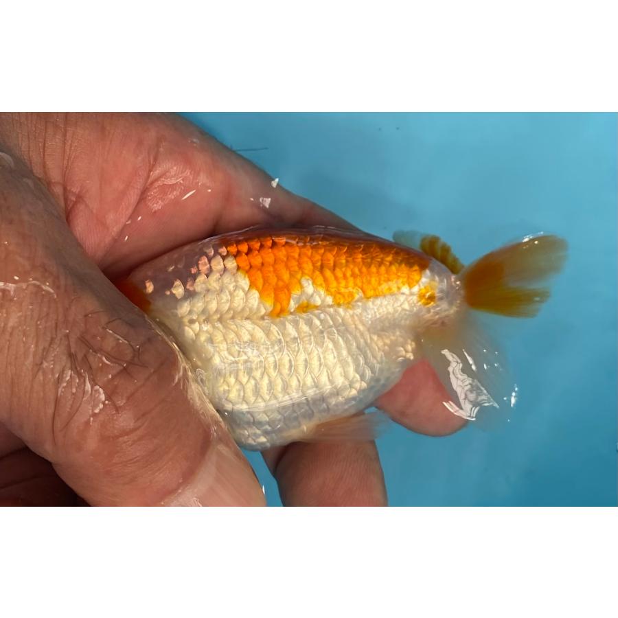 らんちゅう 2匹セット 11cm : らんちゅうショップ大福 - 通販 - Yahoo 