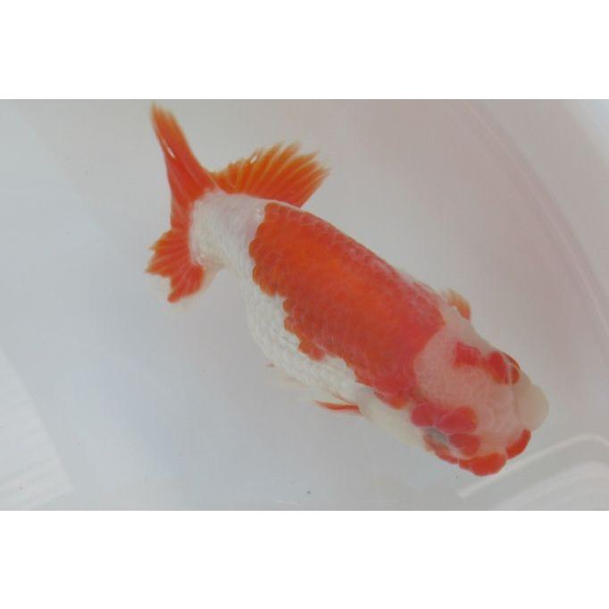 金魚 らんちゅう 更紗 １２ｃｍ オスのようです Y2 3 らんちゅうショップ大福 通販 Yahoo ショッピング