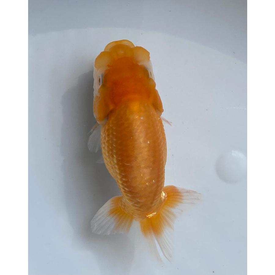 研究会や品評会タイプ らんちゅう 優良系統 素赤