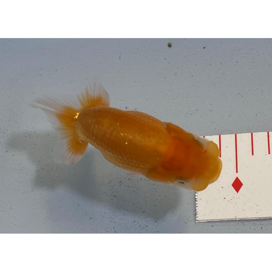 研究会や品評会タイプ らんちゅう 優良系統 素赤