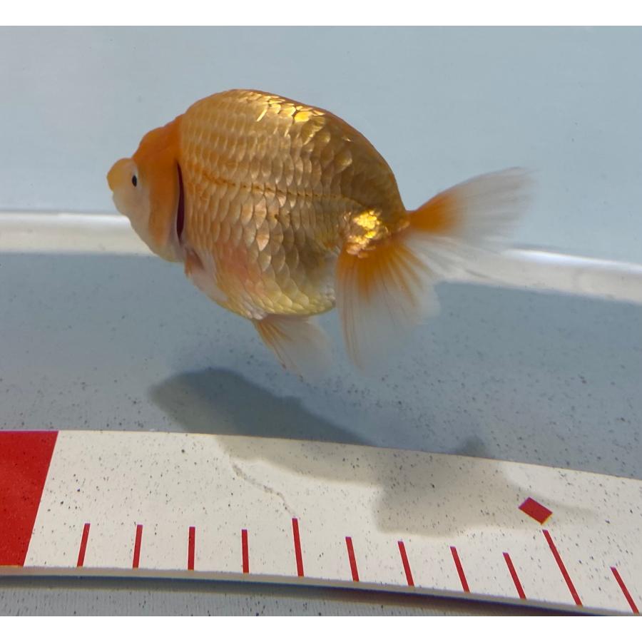 研究会や品評会タイプ らんちゅう 優良系統 素赤