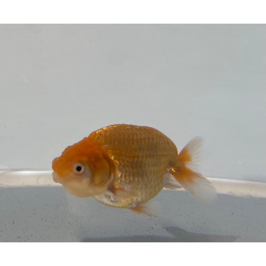 研究会や品評会タイプ らんちゅう 優良系統 素赤