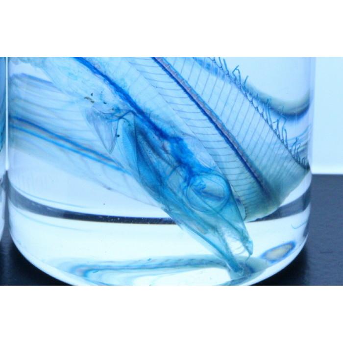 透明標本 太刀魚 タチウオ Skelton スケルトン クリアグリセリン 理科 標本 研究 骨格 骨 インテリア 雑貨 カイセイ加工 透明屋パク 通販 Yahoo ショッピング