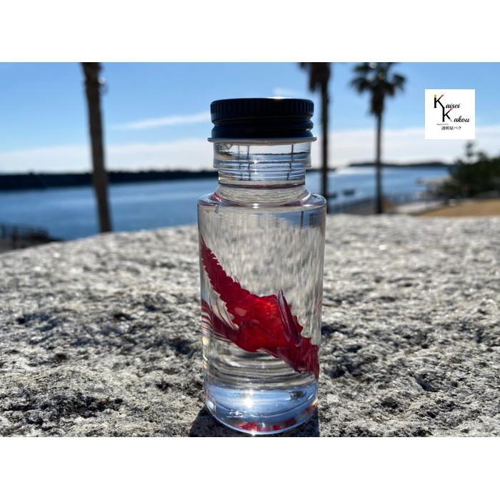 透明標本 選べる ウミテング 高さ約5cm 理科 標本 研究 骨格 骨 インテリア 雑貨 Skelton スケルトン グリセリン カイセイ加工 透明屋パク 通販 Yahoo ショッピング