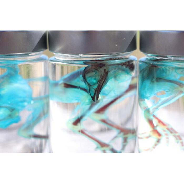 透明標本 ウズラ 理科 標本 研究 骨格 骨 インテリア 雑貨 Skelton スケルトン クリアグリセリン ラージサイズ カイセイ加工 透明屋パク 通販 Yahoo ショッピング