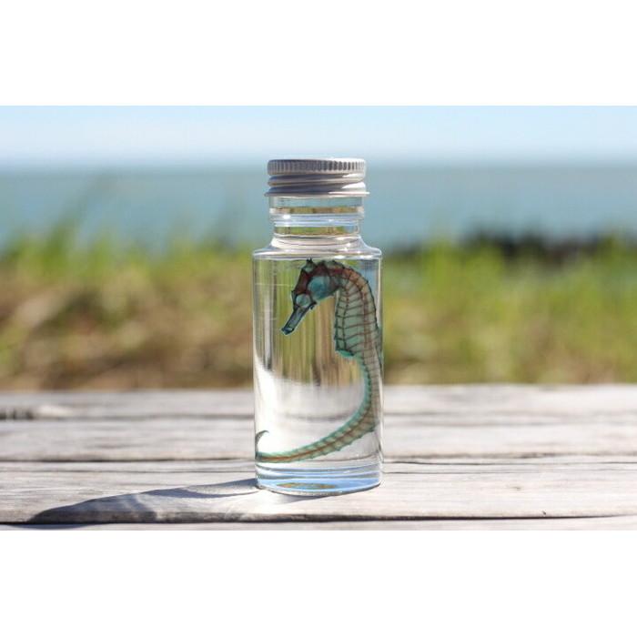 透明標本 ヒラメ 理科 標本 研究 骨格 骨 インテリア 雑貨 Skelton スケルトン クリアグリセリン ラージサイズ 喜ばれる誕生日プレゼント