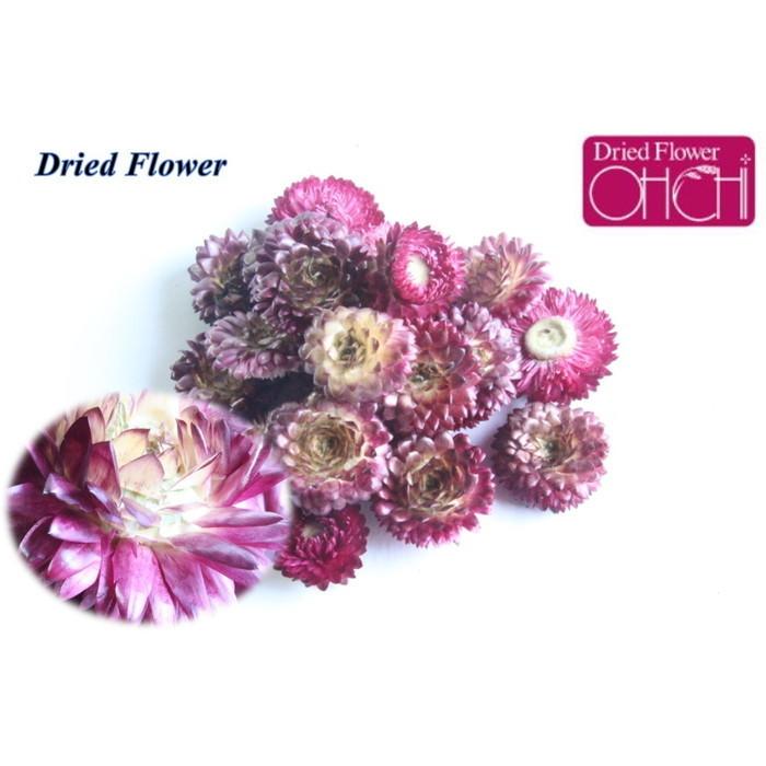 激安通販専門店 大地農園 ドライフラワー 15ｇ分 ヘリクリサム サイズアソート パープル プリザ アジサイ 紫陽花 花材 ハーバリウム プレゼント