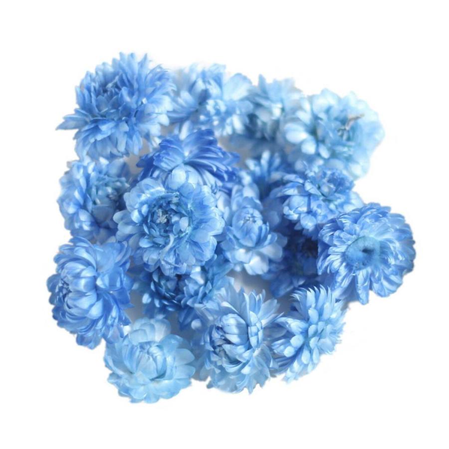 永遠の定番モデル 大地農園 ドライフラワー 5ｇ分 ヘリクリサム ブルー プリザ 花材 ハーバリウム 贈り物 オオチノウエン プリザーブドフラワー Cisama Sc Gov Br