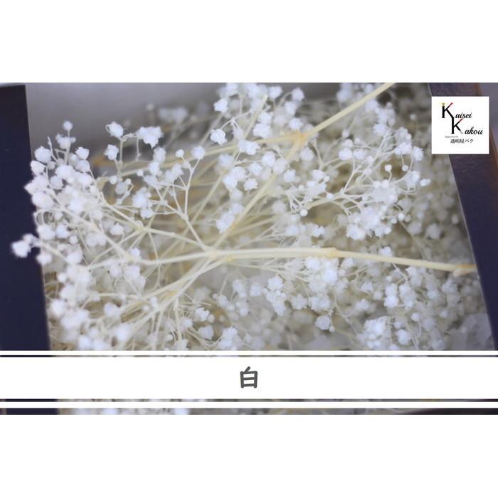 大地農園 プリザーブドフラワー 約5g分 カスミソウ ミリオンスター 白 プリザ カスミ草 カスミソウ 花材 ハーバリウム Ks Ms Shiro 5g カイセイ加工 透明屋パク 通販 Yahoo ショッピング