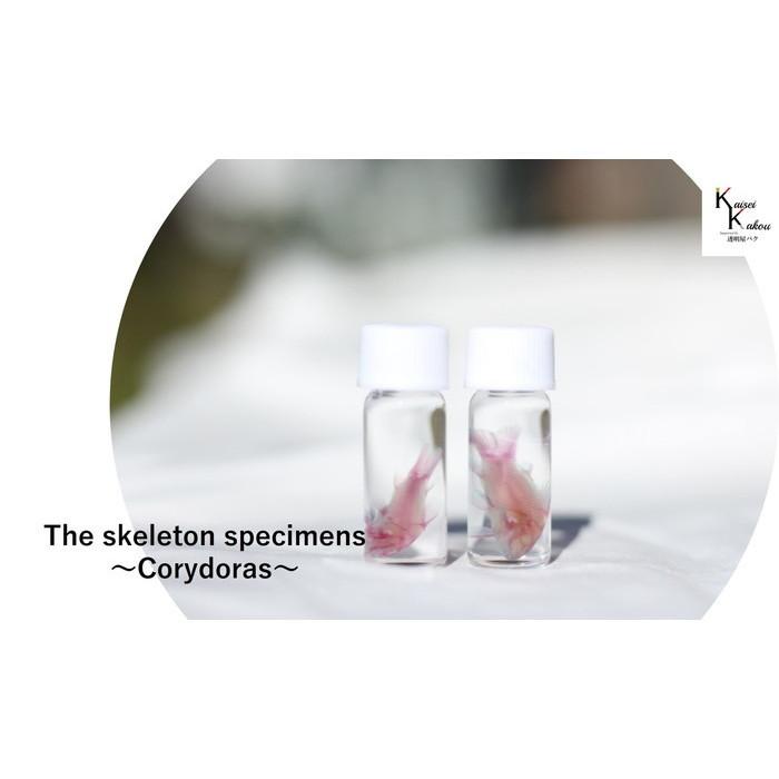 透明標本 コリドラス 透明標本 理科 標本 研究 骨格 骨 インテリア 雑貨 Skelton スケルトン クリア 透明瓶 グリセリン Th Corydoras S カイセイ加工 透明屋パク 通販 Yahoo ショッピング