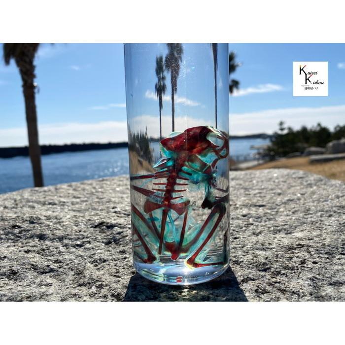 透明標本 カエル ビッグサイズ かわいい きれい 骨格 透明 クリア スケルトン 作り方 骨 マグネット Th001 カイセイ加工 透明屋パク 通販 Yahoo ショッピング