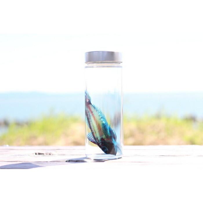 透明標本 イモリ ヤモリ Th008 カイセイ加工 透明屋パク 通販 Yahoo ショッピング