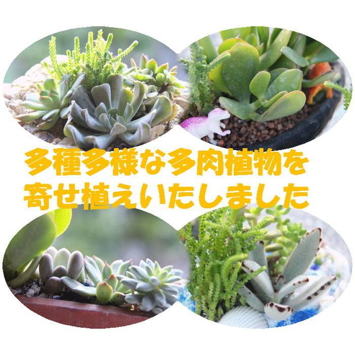 多肉植物 寄せ植え 秋の海 多肉の宝石箱 オシャレ 新築祝い 開店祝い 開業祝い 周年記念 移転祝い 退職祝い 敬老の日 お祝い 鑑賞用 盆栽 Tn Akinoumi カイセイ加工 透明屋パク 通販 Yahoo ショッピング