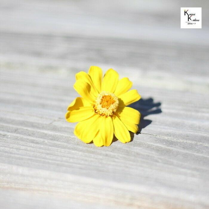 大地農園 ドライフラワー ジニア ミモザイエロー 1輪 アレンジ 資材 花材 ハーバリウム プレゼント 贈り物 プリザーブドフラワー Sale 92 Off