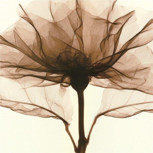 ポスター おしゃれ アートポスター 植物 スケルトンフラワーシリーズ デザインno 2 A3 Thevalley Co