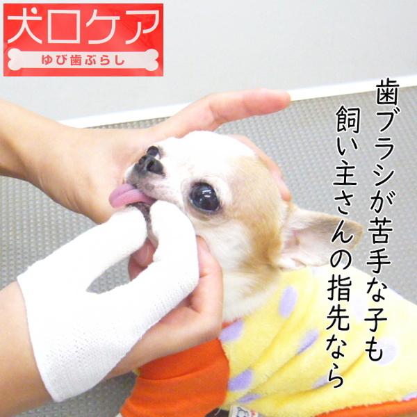 年間定番 犬口ケア 犬用ゆび歯ぶらし チワワ 小型犬 歯磨き 歯みがき ハミガキ Discoversvg Com