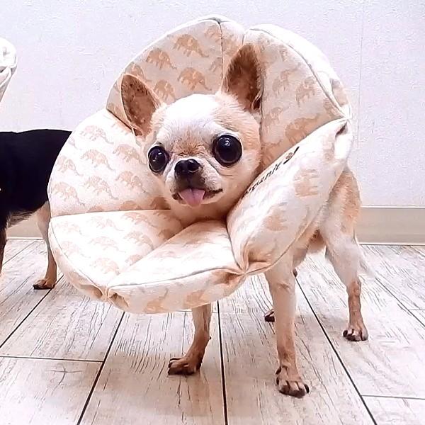 ロングブリリアント エリザベスカラー オーガニックジャガード柄 チワワ 小型犬 犬 術後 エリザベス 手術 治療 避妊 去勢 保護 介護 47q チワワ専門店スキップドッグ 通販 Yahoo ショッピング