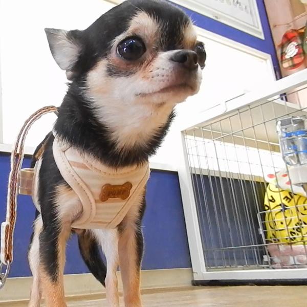 スーパー ハーネス リード フェア オーガニック チワワ ハーネス リード 犬 おしゃれ 小型犬 胴輪 老犬 コットン 綿 ペット 2299 チワワ専門店スキップドッグ 通販 Yahoo ショッピング