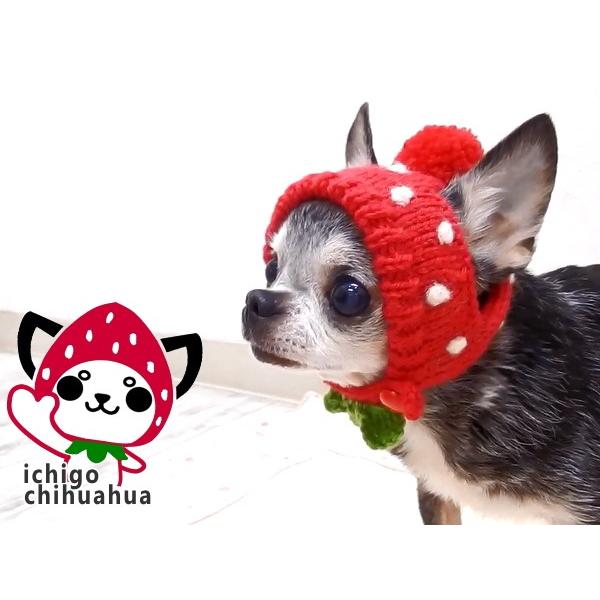 チワワ 帽子 Skipdog イチゴチワワのニット帽 犬 服 小型犬 ペット コスプレ いちご 2406 チワワ専門店スキップドッグ 通販 Yahoo ショッピング
