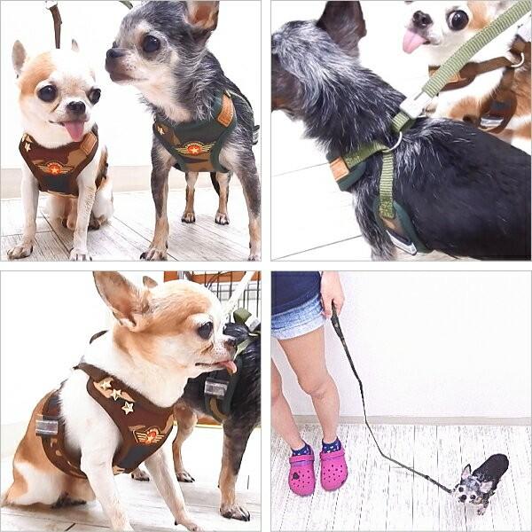 未知の 聖職者 ジム チワワ 散歩 リード 立ち寄る 刻む 笑い