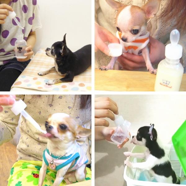 スキップボトル60ml チワワ 小型犬 散歩 給水ボトル 水飲 チワワ専門店スキップドッグ 通販 Yahoo ショッピング