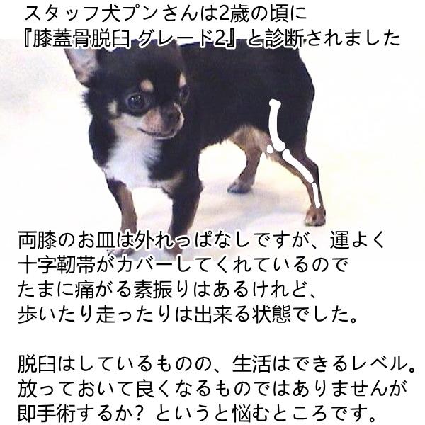 ネイチャーベット アースリアーマー1粒 チワワ 小型犬 膝 関節 膝蓋骨 グルコサミン コンドロイチン 犬用 サプリメント ペットのサプリ チワワ専門店スキップドッグ 通販 Yahoo ショッピング