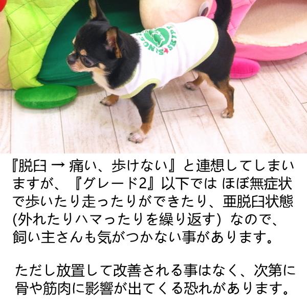 ネイチャーベット アースリアーマー250粒 チワワ 小型犬 膝 関節 膝蓋骨 グルコサミン コンドロイチン 犬用 サプリメント ペットのサプリ チワワ専門店スキップドッグ 通販 Yahoo ショッピング