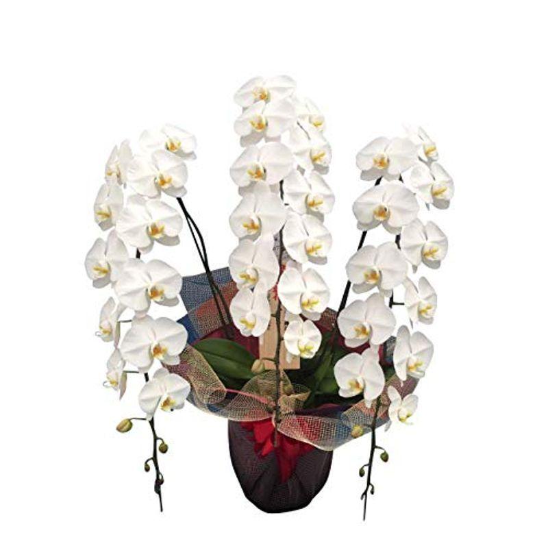 ワンサイズ最高級開店祝い 花 胡蝶蘭 ずらっと並んでも引けをとらない豪華胡蝶蘭 期日指定可能商品 生花 生花ワンサイズ 26 542 Onestgroupofhotels Com