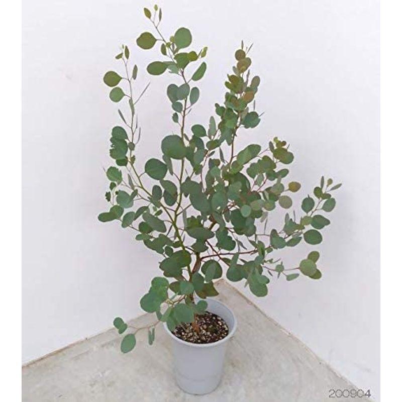 ユーカリ ポリアンセモス6号ポット切り花に向くポポラス ハートリーフユーカリ シルバーダラーガム ポプルネア