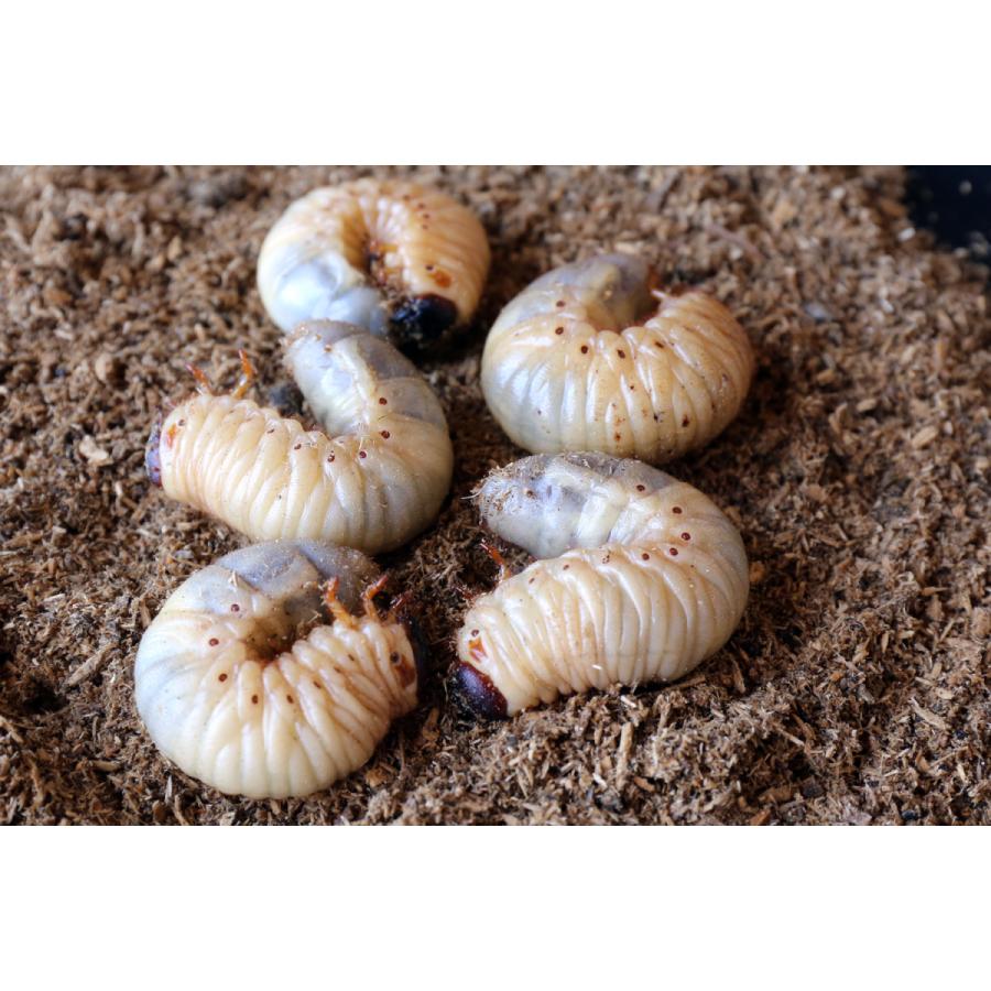 カブトムシ幼虫観察セット 自由研究 天然 カブト虫 ムシムシランド Kt001 スカイパレスときわ 通販 Yahoo ショッピング