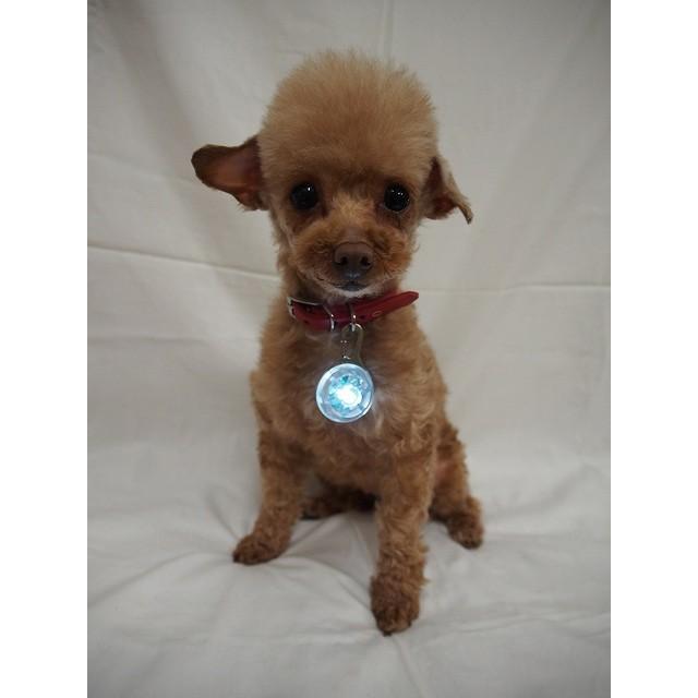 至上 【予約受付中】 ペットのナイト安全LED懐中電灯 犬猫の首輪リードライト