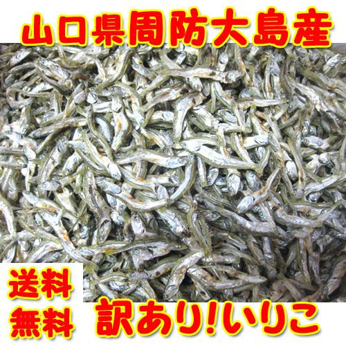 訳あり 業務用 山口県 周防大島産 お徳用 いりこ 1kg 煮干し　送料無料(沖縄県を除く）（Yahoo!・海産物 スカイ&ブルー）