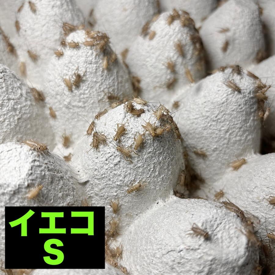 (イエコ S 50匹) コオロギ 餌 生餌 生き餌 活餌イエコオロギ 送料無料  活きエサ スカイチャープ ph SSサイズ S MS M ML L カナヘビ ヤモリ カエル イエコ（Yahoo!・スカイチャープ）