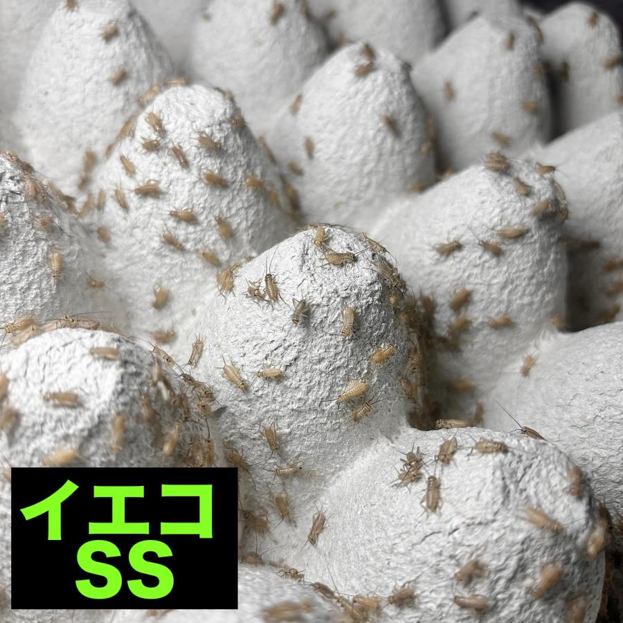 (イエコ SS 150匹) コオロギ 餌 SSサイズ 死着保証 増量 送料無料 生餌 生き餌 活餌 活きエサ ph M L カナヘビ トカゲ餌 ヤモリ カエル イエコ 昆虫 えさ 餌用（Yahoo!・スカイチャープ）