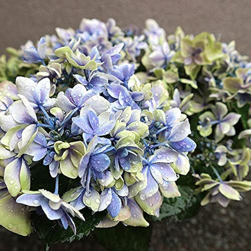 好評 アジサイ コンペイトウ スマイル ブルーピンクmix 5号鉢品種で選べる花木苗 1個売り花色が微妙に変化する品種ですので 1つの株から 即納特典付き Www Aqtsolutions Com