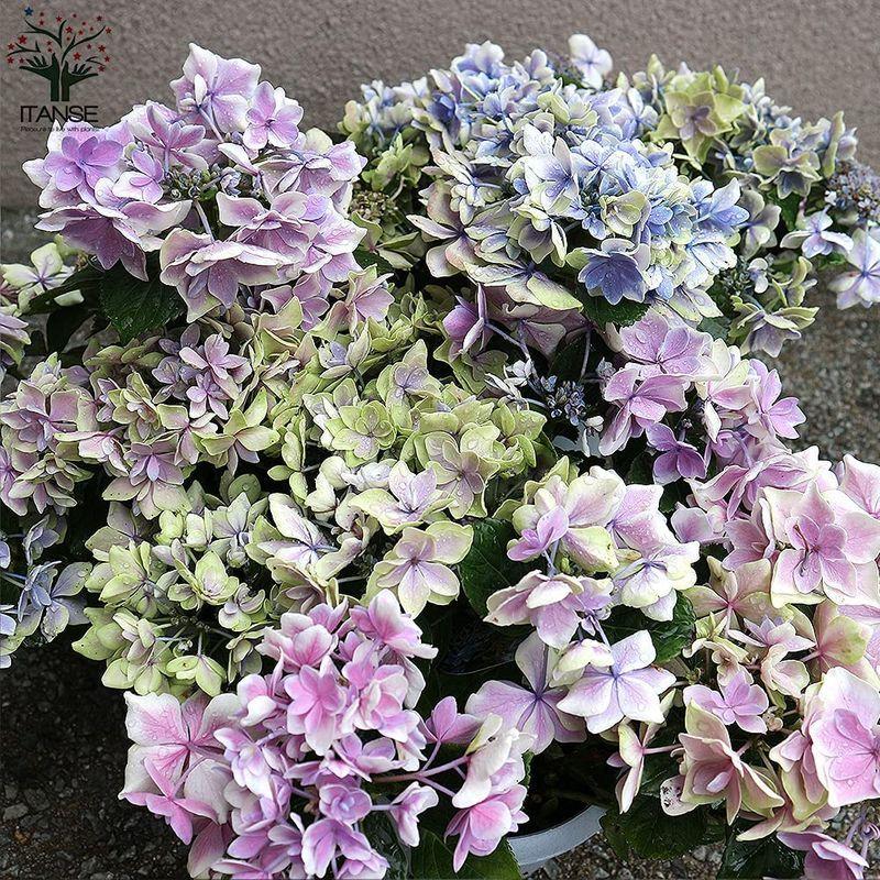 好評 アジサイ コンペイトウ スマイル ブルーピンクmix 5号鉢品種で選べる花木苗 1個売り花色が微妙に変化する品種ですので 1つの株から 即納特典付き Www Aqtsolutions Com